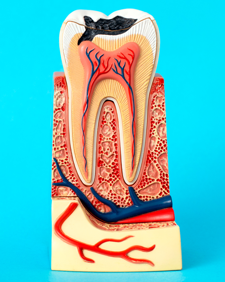 endodonzia-1